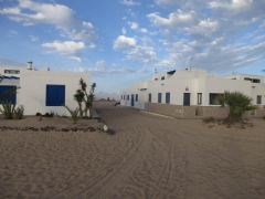 Canaries-3
