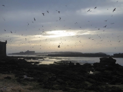 essouira-10