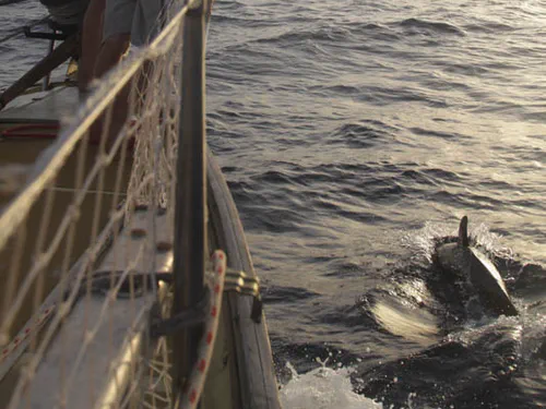 Les dauphins, juste avant l'arrivée