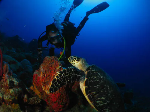 Les tortues...