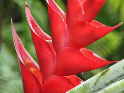 Martinique : l'île aux fleurs