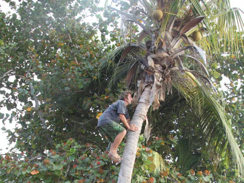 Démonstration du maître es coco