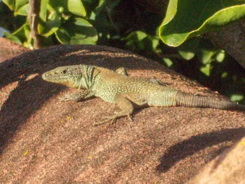 Le lézard