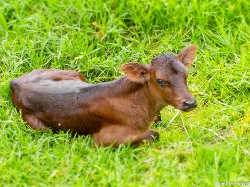 Le petit veau