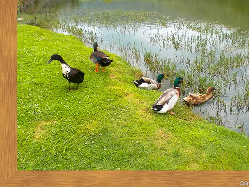 Les canards