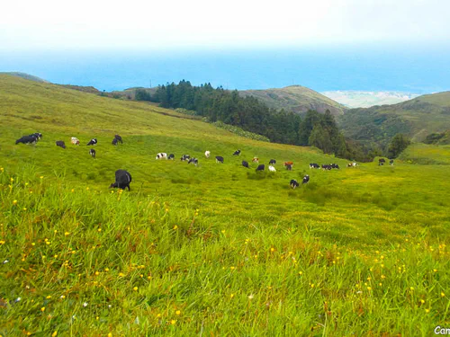 Champ de vaches
