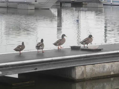 Les canards