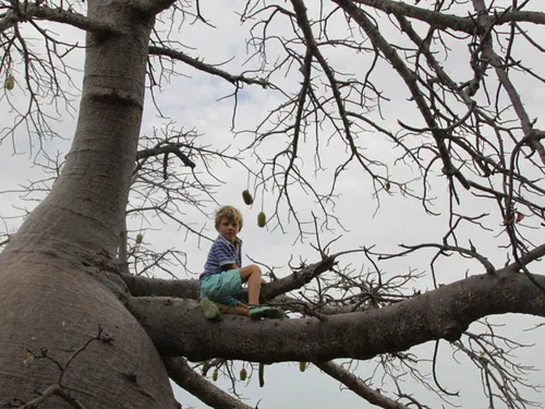 Baobab