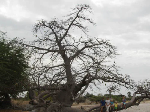 Baobab